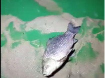 Умирающая рыба