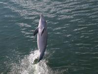 Дельфин «ходит на хвосте»
