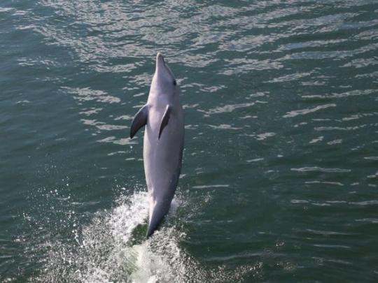 Дельфин «ходит на хвосте»
