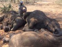 Убитые слоны