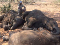 Убитые слоны