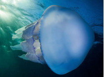 Медуза-корнерот