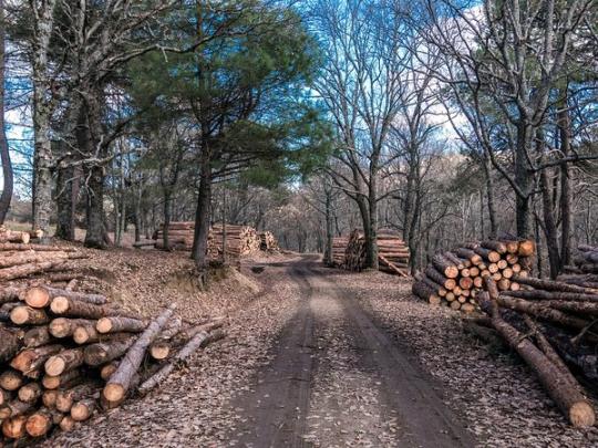 Госагентство предложило крупнейшей в Европе лесопилке взять в концессию пять украинских лесхозов