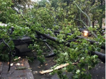 дерево упало на автомобиль в Одессе