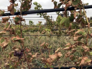 Химатака в Армянске: в сети показали фото уничтоженных виноградников в Крыму
