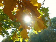 Сухо и солнечно: синоптик пообещала украинцам хорошую погоду 1 октября