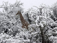 Жирафы и слоны в снегу: в Африке резко похолодало (фото, видео)