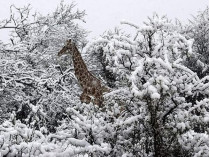 Жираф в снегу