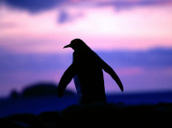 Дикая жестокость: в Австралии собаки загрызли 58 пингвинов