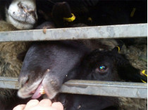 Овцы из порта в Черноморске отравились в Винницку область для утилизации