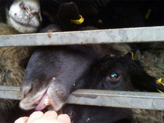 Овцы из порта в Черноморске отравились в Винницку область для утилизации