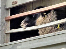 овцы в порту Черноморска
