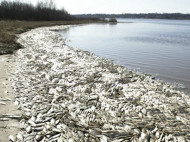 Застройщик-отравитель: активисты объяснили, почему в киевских озерах погибли утки и рыба (фото, видео)