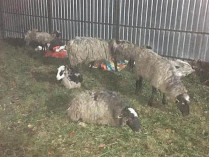 овцы в Тульчине