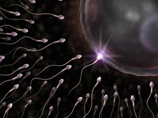 Сперматозоиды и яйцеклетка