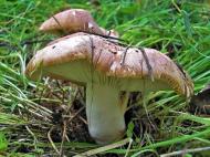 Как в сезон сбора пластинчатых грибов избежать пищевых отравлений