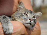 Шесть лет за отрезанный хвост кота: под Полтавой осудили живодера