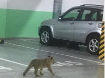 Львенок на паркинге многоэтажки в Одессе 