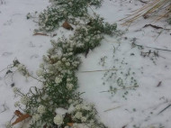 Киев замело снегом: в сети показали фото и видео первого снегопада
