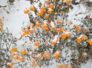 Не только Киев: в сети появились фото первого снега в разных городах Украины