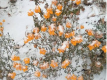 Первый снег в Одесской области