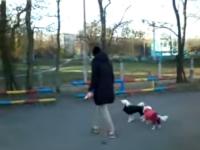 Собаки на стадионе
