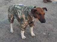 Зима не страшна: военные на Донбассе пошили форму для служебного пса (фото)
