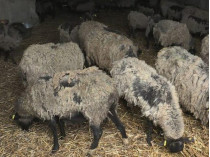 овцы из Черноморска