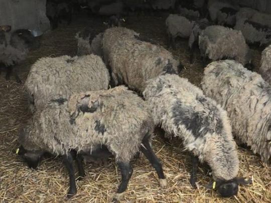 овцы из Черноморска