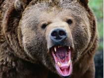 Под Харьковом медведь напал на женщину: появилось видео с места происшествия