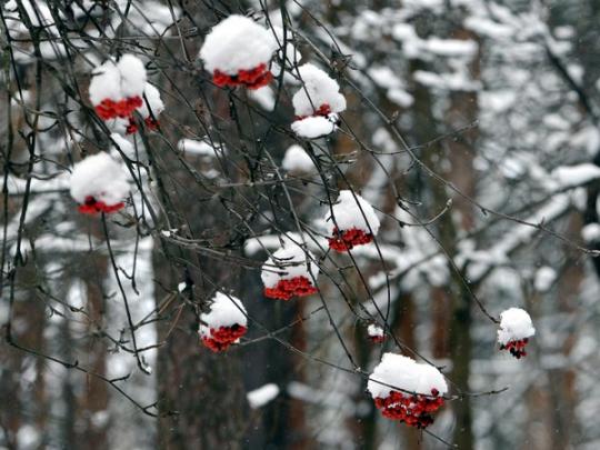 Будет холодно: синоптик дала прогноз погоды в Украине на День достоинства и свободы