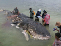 Туша кита в Индонезии