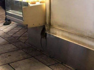 Пекарню в центре Киева атакуют крысы: посетители в шоке (фото)