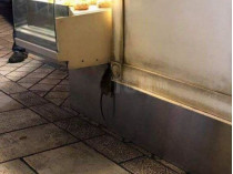 Крыса в пекарне