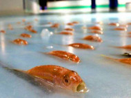Чудовищное развлечение: в Японии закрыли каток с замороженными в лед 5 тысячами рыб