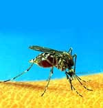 «ни в коем случае не приобретайте защитные средства от насекомых на стихийном рынке&nbsp;— они могут быть не только неэффективными, но и опасными для здоровья»