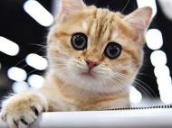 Мяу-клон: в Китае скоро может появиться на свет клонированный котенок