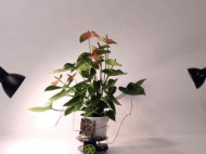 В США создали робота, которым управляют растения (видео)