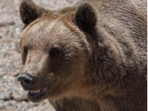 Туристка стала жертвой медведя в Карпатах: появилось видео