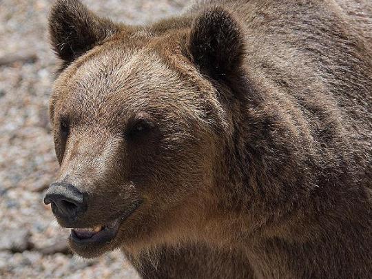 Туристка стала жертвой медведя в Карпатах: появилось видео
