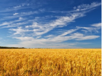 пшеница поле