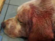 Разорваны уши и огромные гематомы: в Киеве на женщину с собакой натравили бойцового пса