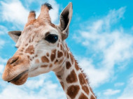 Жирафы попали в список видов под угрозой исчезновения