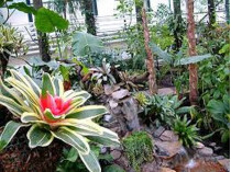 Ботсад, тропические растения