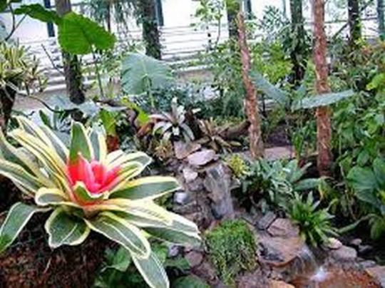 Ботсад, тропические растения