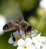 В канаде в результате аварии грузовика на волю вырвались 12 миллионов пчел