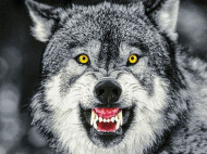 Под Запорожьем бешеный волк напал на дачников, трое пострадавших (фото) 