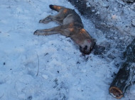 Пытался атаковать до последнего: выяснились новые детали нападения волка на людей под Запорожьем