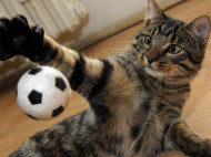Кот-вратарь: Джиджи отбивает мячи не хуже Буффона (видео) 