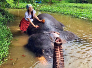 На Шри-Ланке я делала бумагу из экскрементов слона, — журналистка Алина Мысечко